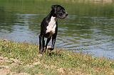DOGUE ALLEMAND 084